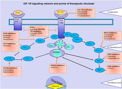 Personalized Medicine in Malignant Melanoma: Towards Patient Tailored Treatment